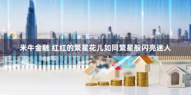 米牛金融 红红的繁星花儿如同繁星般闪亮迷人